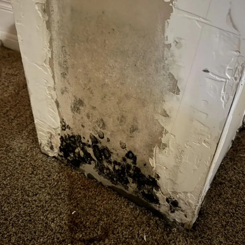 Professional Mold Removal in Marshall County, KY